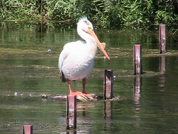 Birds